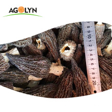 Wholesale Dried Fresh Top Grade Dry Morchella conica toadstool morel
 